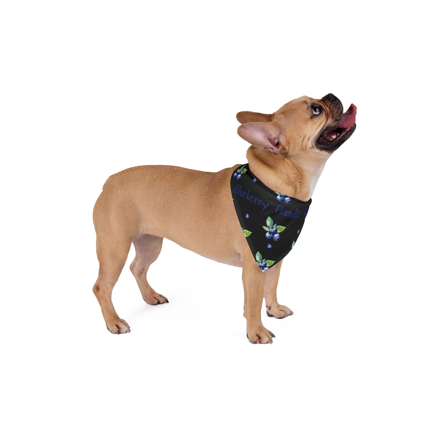 Blueberry Bandit (Black)